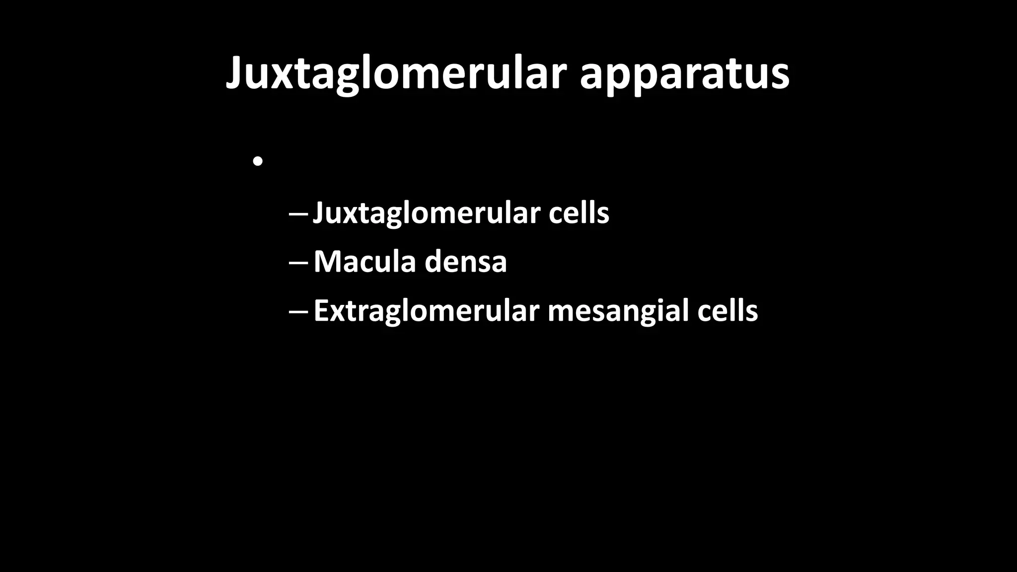 Juxtaglomerular apparatus
•
–Juxtaglomerular cells
–Macula densa
–Extraglomerular mesangial cells
 