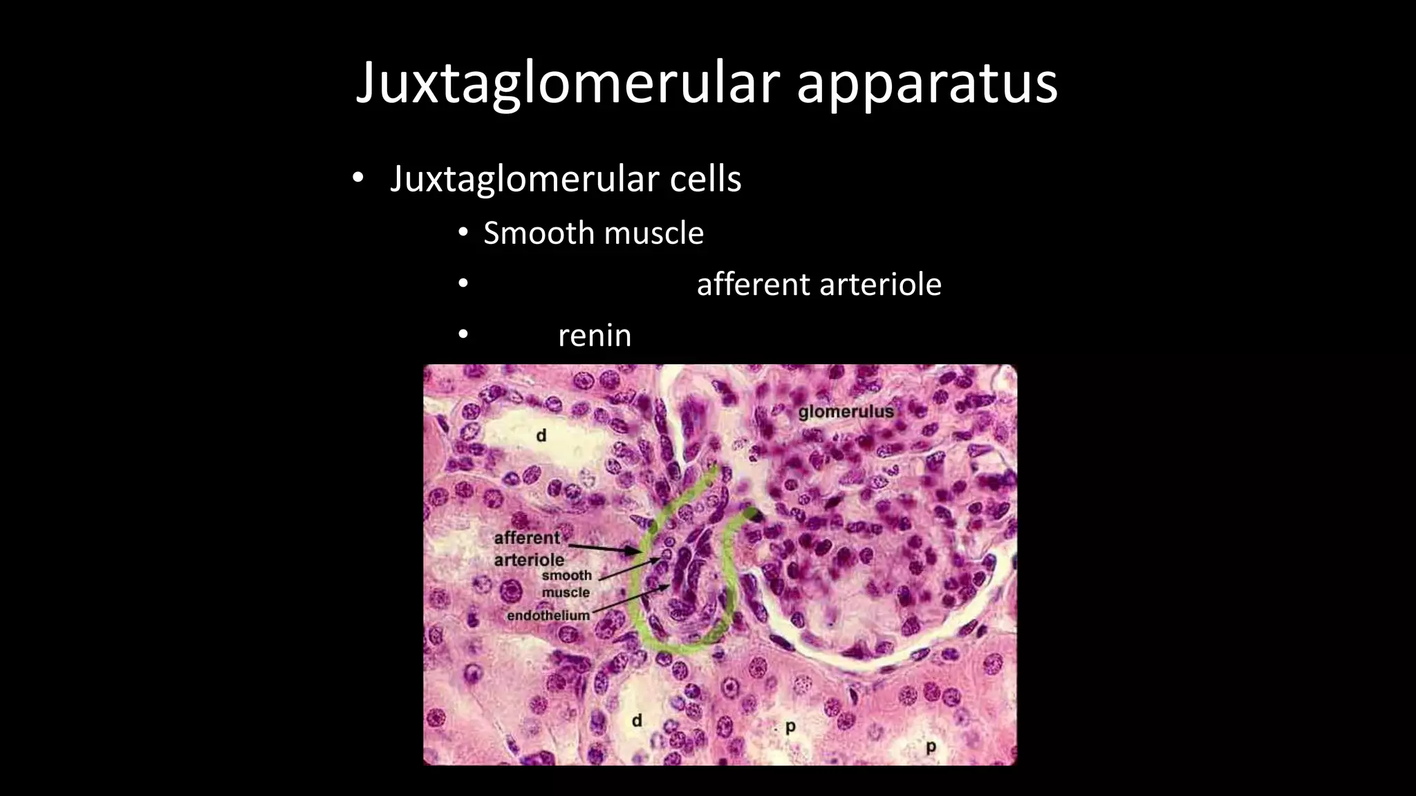 Juxtaglomerular apparatus
• Juxtaglomerular cells
• Smooth muscle
• afferent arteriole
• renin
 