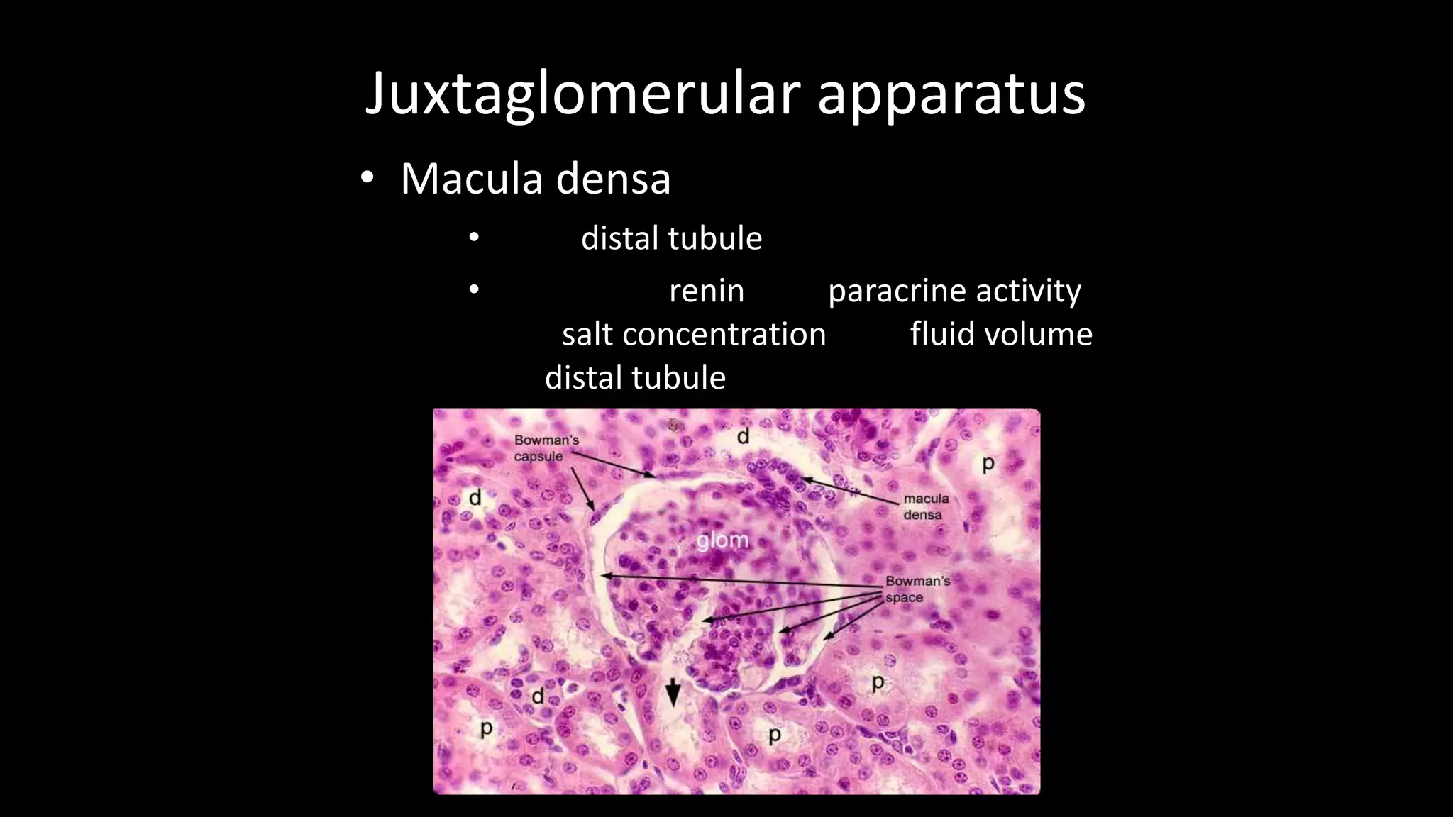 Juxtaglomerular apparatus
• Macula densa
• distal tubule
• renin paracrine activity
salt concentration fluid volume
distal tubule
 