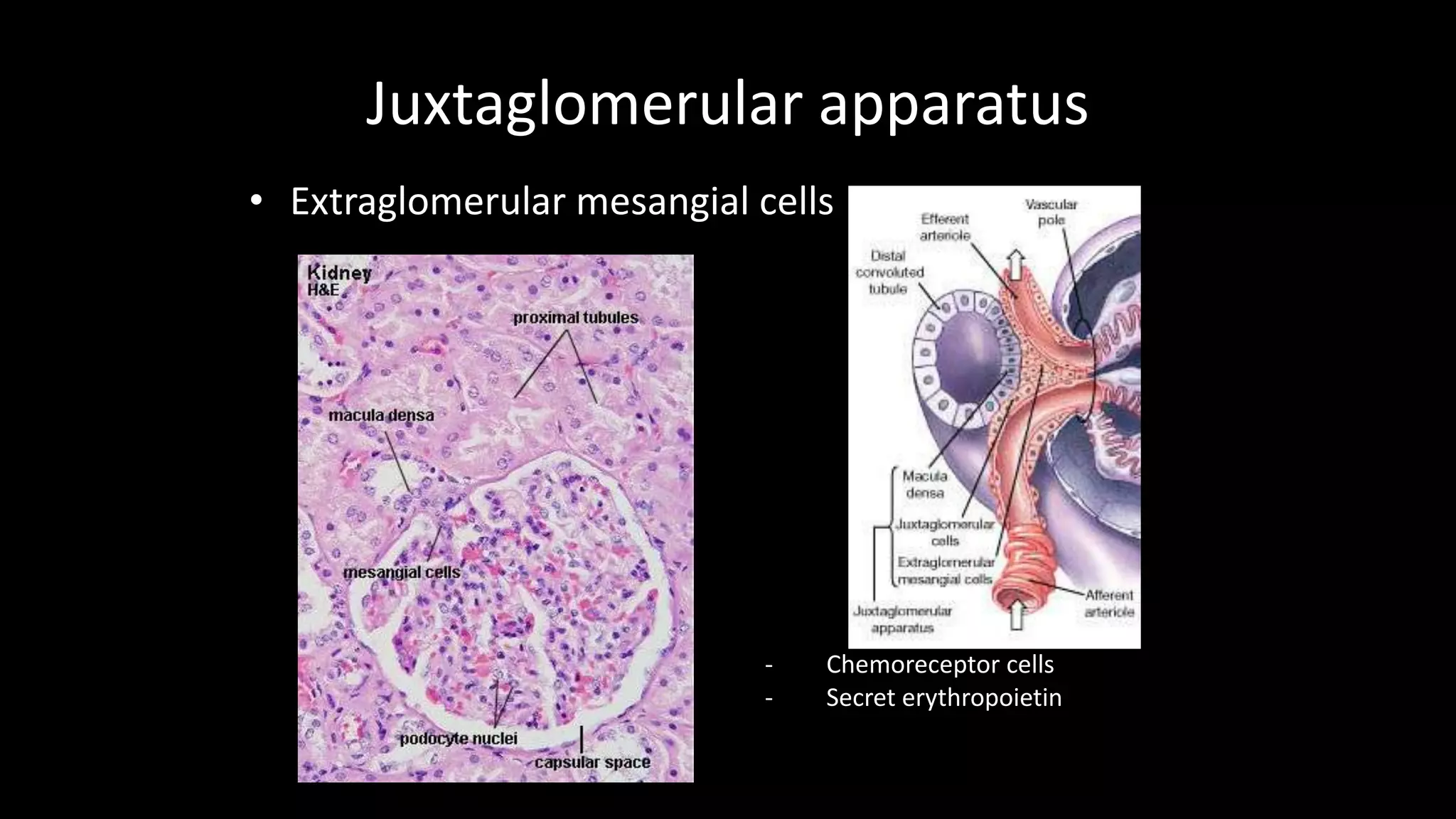 Juxtaglomerular apparatus
• Extraglomerular mesangial cells
- Chemoreceptor cells
- Secret erythropoietin
 