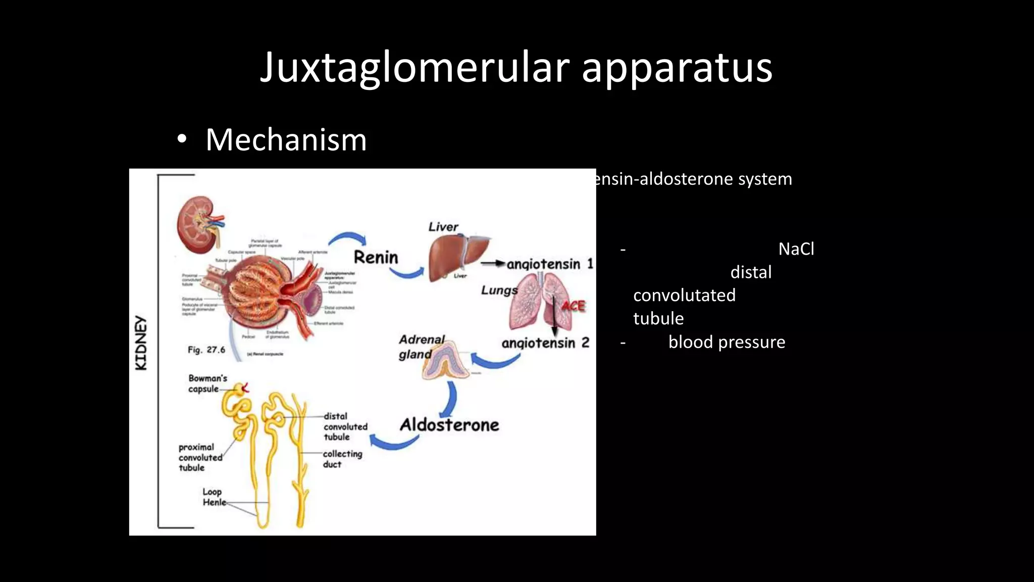 Juxtaglomerular apparatus
• Mechanism
Renin-angiotensin-aldosterone system
- NaCl
distal
convolutated
tubule
- blood pressure
 