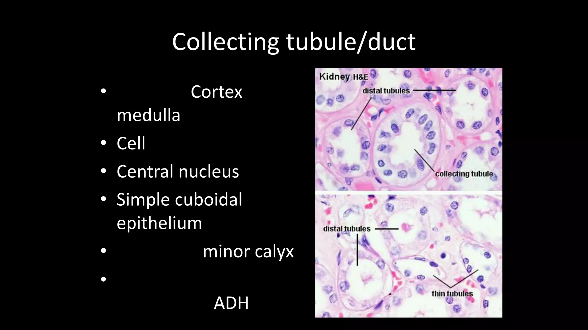 Collecting tubule/duct
• Cortex
medulla
• Cell
• Central nucleus
• Simple cuboidal
epithelium
• minor calyx
•
ADH
 