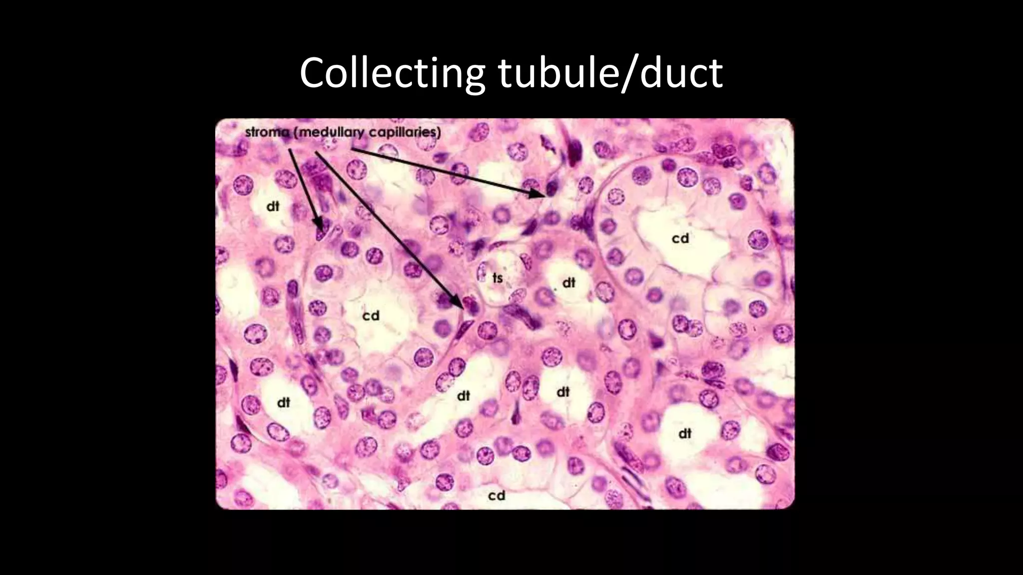 Collecting tubule/duct
 
