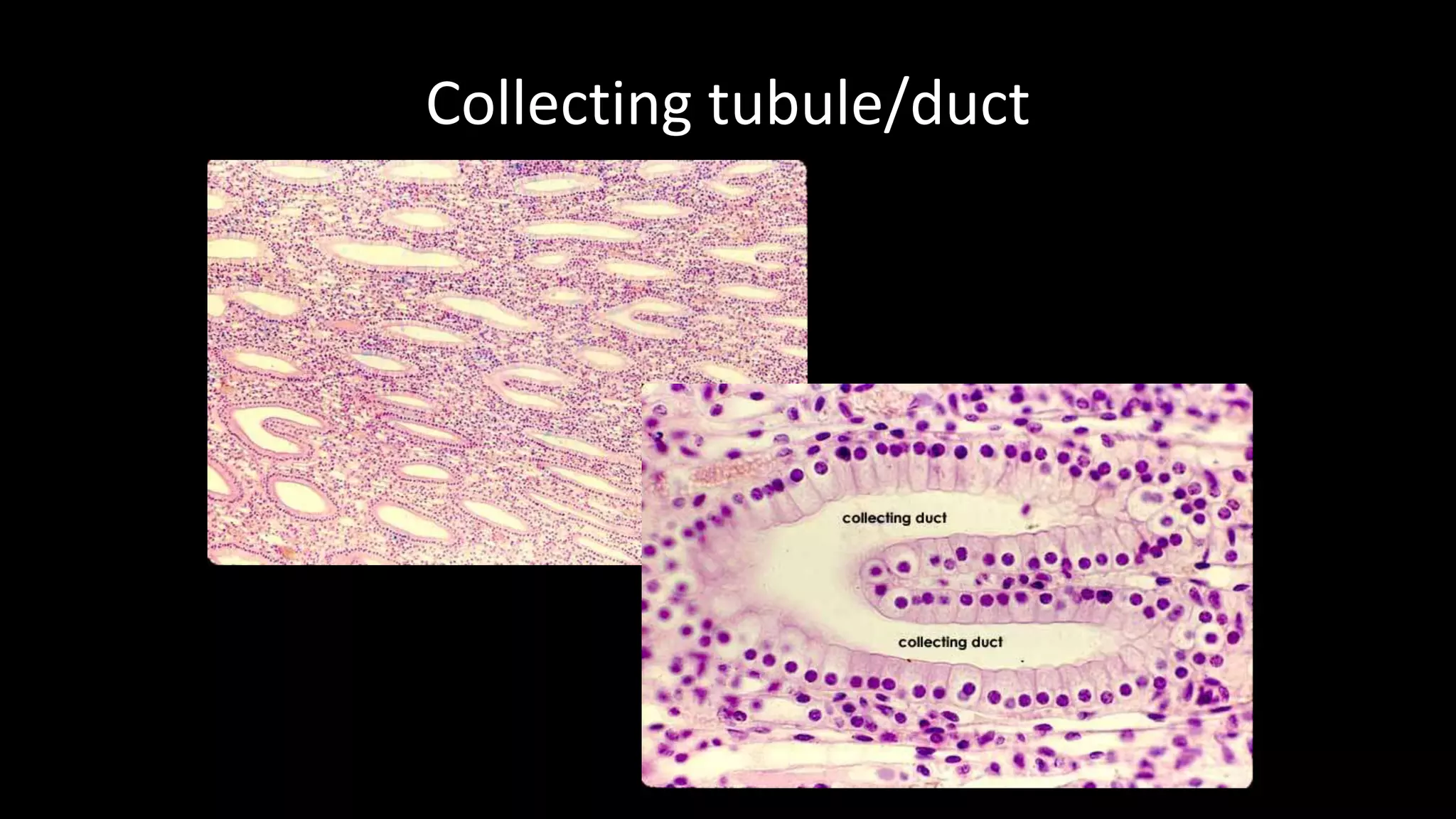 Collecting tubule/duct
 