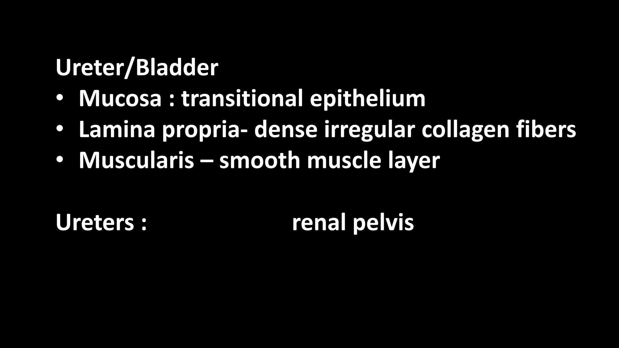 Ureter/Bladder
• Mucosa : transitional epithelium
• Lamina propria- dense irregular collagen fibers
• Muscularis – smooth muscle layer
Ureters : renal pelvis
 