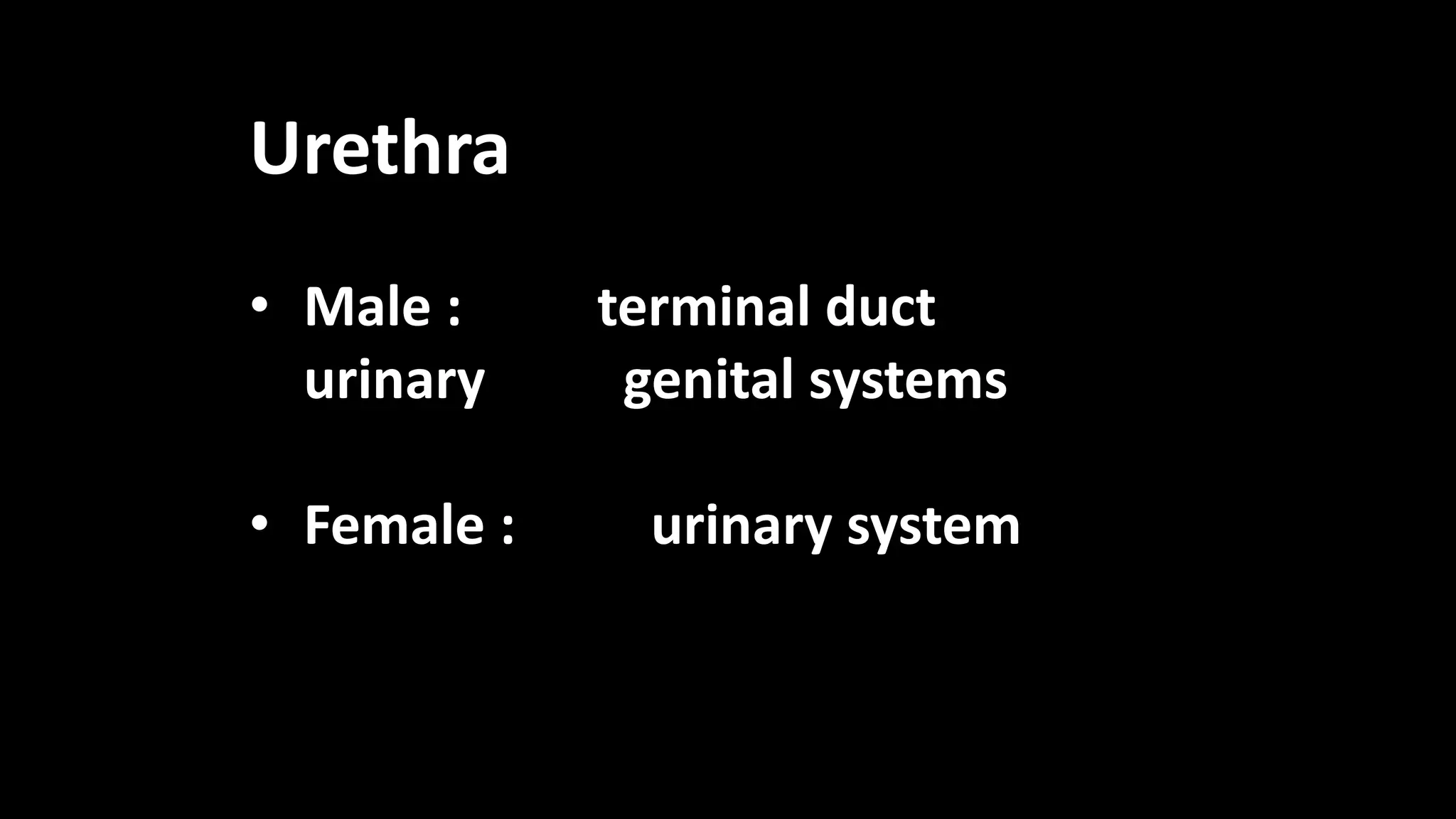 Urethra
• Male : terminal duct
urinary genital systems
• Female : urinary system
 