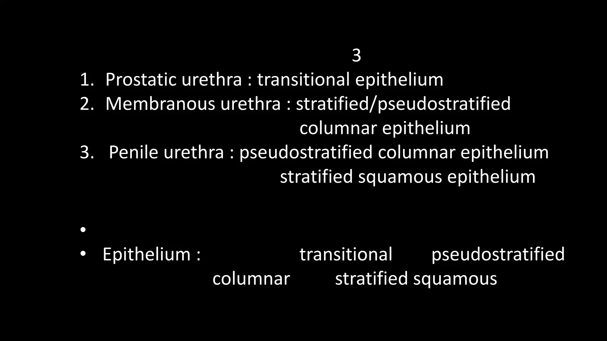 3
1. Prostatic urethra : transitional epithelium
2. Membranous urethra : stratified/pseudostratified
columnar epithelium
3. Penile urethra : pseudostratified columnar epithelium
stratified squamous epithelium
•
• Epithelium : transitional pseudostratified
columnar stratified squamous
 