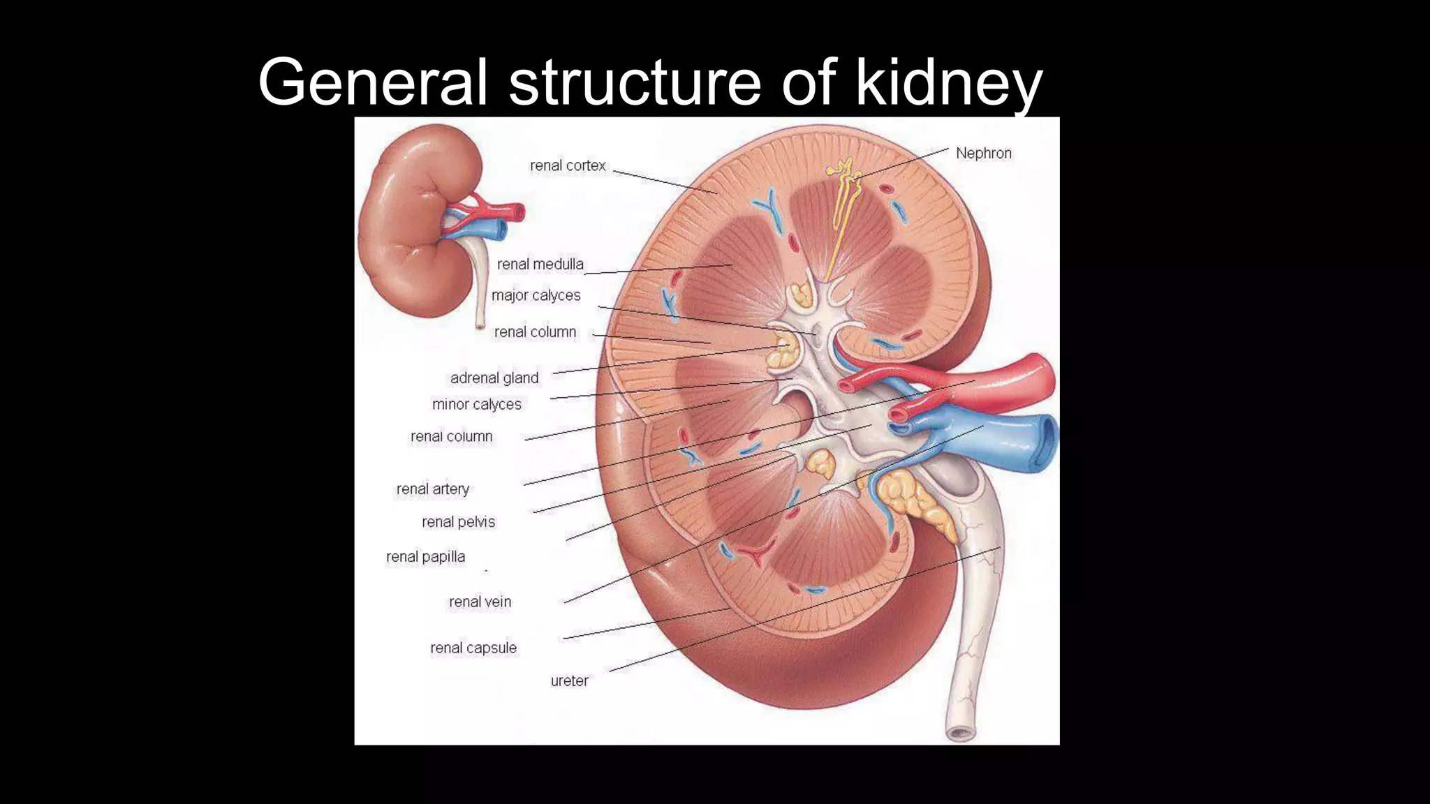 General structure of kidney
 