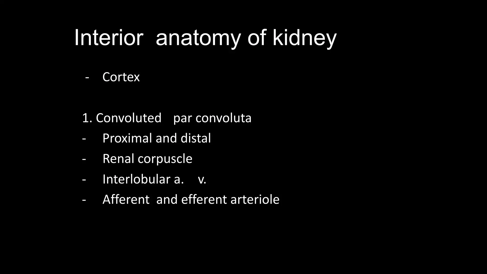 Interior anatomy of kidney
- Cortex
1. Convoluted par convoluta
- Proximal and distal
- Renal corpuscle
- Interlobular a. v.
- Afferent and efferent arteriole
 