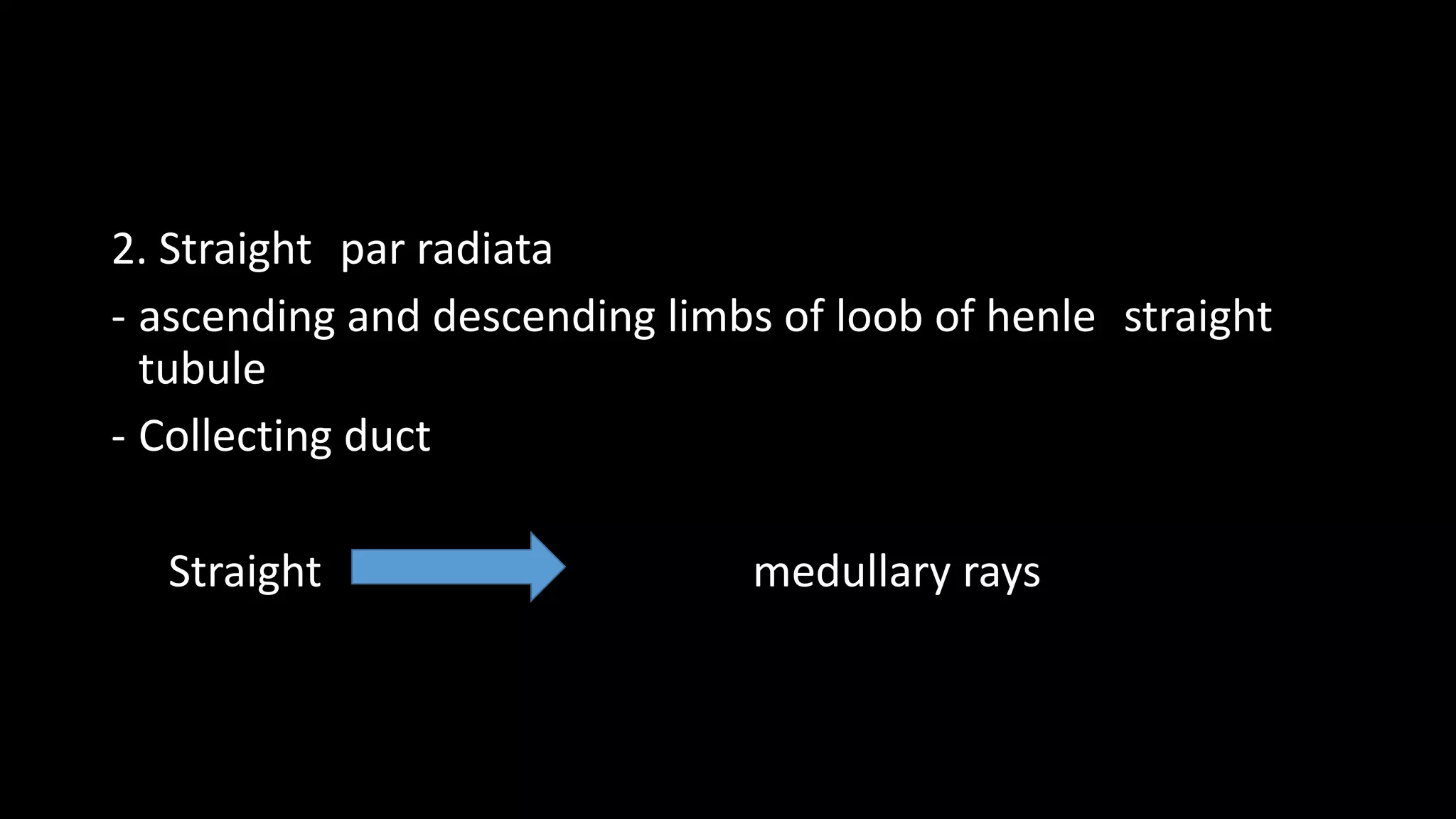 2. Straight par radiata
- ascending and descending limbs of loob of henle straight
tubule
- Collecting duct
Straight medullary rays
 