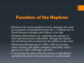 Functions of the Nephron
Removes the wastes products (urea, nitrogen, uric acid
& creatinine) of metabolism from the 1.5 million mL of
blood that pass through each kidney every day
Maintain fluid balance by regulating the amount of
fluid and electrolytes reabsorbed through the tubules
into the blood and excreted into the tubules in the urine
Micturition/Production of 1,000-1,500 ml of clear,
straw colored, and mildly aromatic urine daily with a
gravity of 1.003-1.050 and a pH of 6
Concentrate the urine when the person is dehydrated
and dilute the urine when the person is overhydrated
 