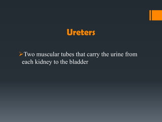 Ureters
Two muscular tubes that carry the urine from
each kidney to the bladder
 