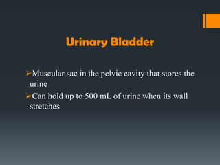 Urinary Bladder
Muscular sac in the pelvic cavity that stores the
urine
Can hold up to 500 mL of urine when its wall
stretches
 