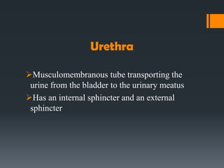 Urethra
Musculomembranous tube transporting the
urine from the bladder to the urinary meatus
Has an internal sphincter and an external
sphincter
 