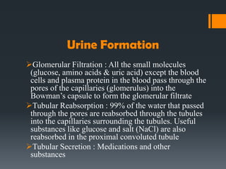 Urine Formation
Glomerular Filtration : All the small molecules
(glucose, amino acids & uric acid) except the blood
cells and plasma protein in the blood pass through the
pores of the capillaries (glomerulus) into the
Bowman’s capsule to form the glomerular filtrate
Tubular Reabsorption : 99% of the water that passed
through the pores are reabsorbed through the tubules
into the capillaries surrounding the tubules. Useful
substances like glucose and salt (NaCl) are also
reabsorbed in the proximal convoluted tubule
Tubular Secretion : Medications and other
substances
 