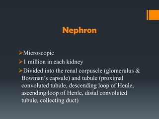 Nephron
Microscopic
1 million in each kidney
Divided into the renal corpuscle (glomerulus &
Bowman’s capsule) and tubule (proximal
convoluted tubule, descending loop of Henle,
ascending loop of Henle, distal convoluted
tubule, collecting duct)
 
