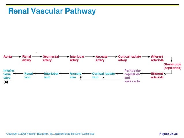 kidney system of drainage system The urinary