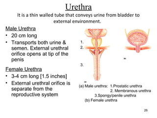 The urinary system | PPT