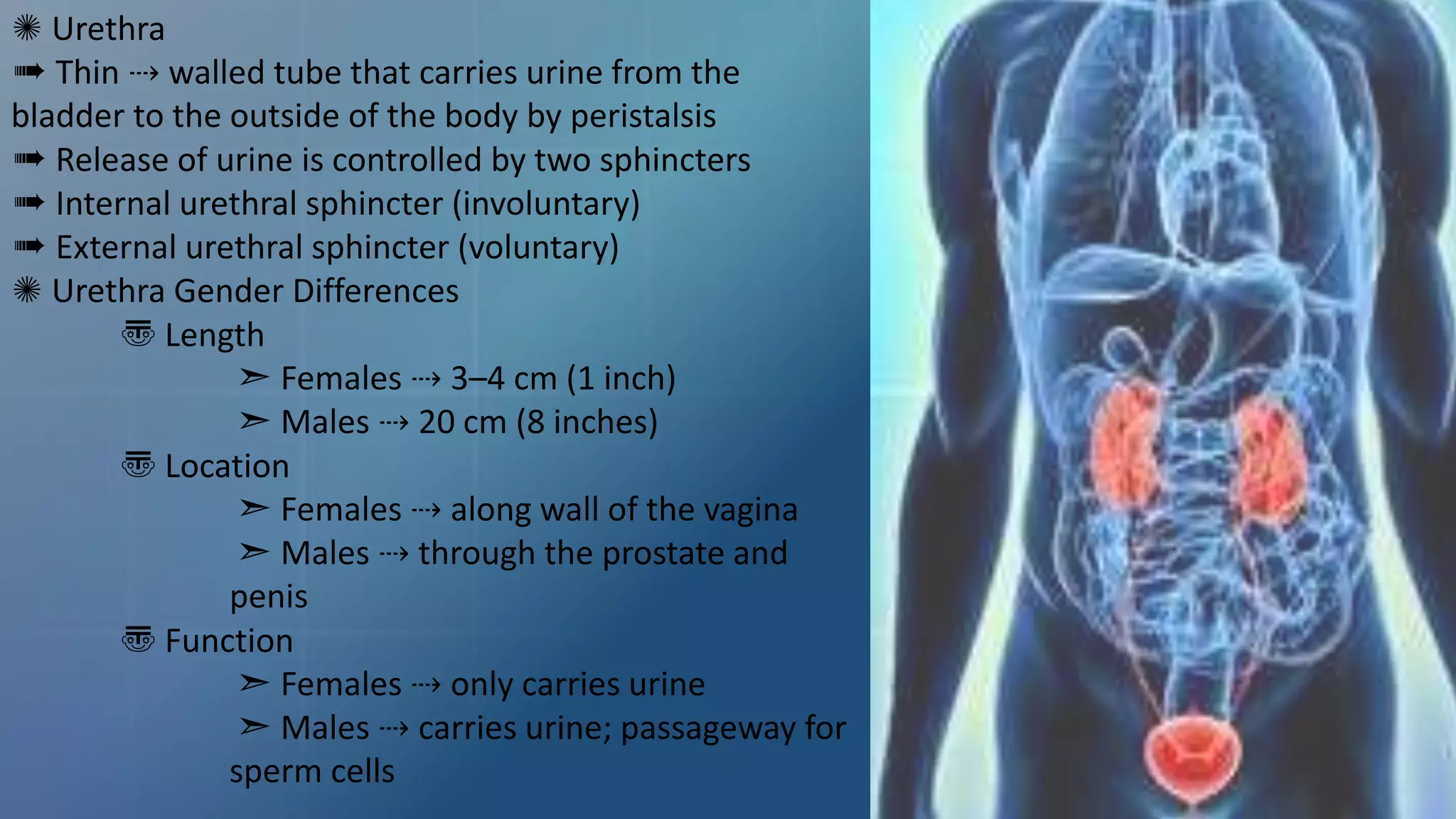 The urinary system.ppt