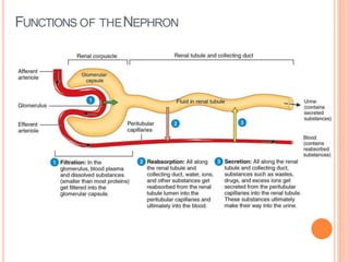 FUNCTIONS OF THENEPHRON
 