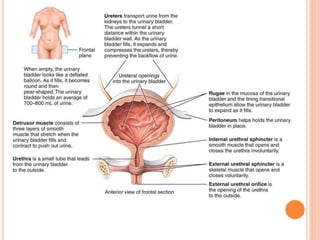 The urinary system