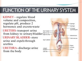 FUNCTION OFTHEURINARY SYSTEM
KIDNEY– regulate blood
volume and composition,
regulate pH, produce 2
hormones and excretewaste
URETERS- transport urine
from kidney to urinarybladder
URINARY BLADDER- store
urine and expelsthrough
urethra
URETHRA- discharge urine
from the body
 