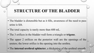 Distensible Bladder The urinary system | PPTX