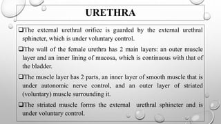 The urinary system | PPTX