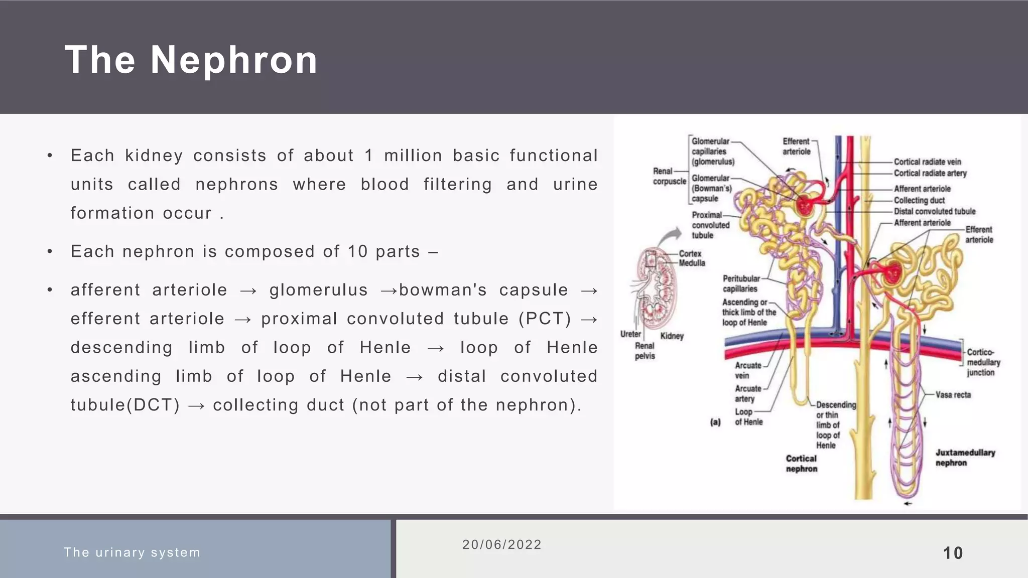 The Nephron
• Each kidney consists of about 1 million basic functional
units called nephrons where blood filtering and urine
formation occur .
• Each nephron is composed of 10 parts –
• afferent arteriole → glomerulus →bowman's capsule →
efferent arteriole → proximal convoluted tubule (PCT) →
descending limb of loop of Henle → loop of Henle
ascending limb of loop of Henle → distal convoluted
tubule(DCT) → collecting duct (not part of the nephron).
The urinary system
20/06/2022
10
 