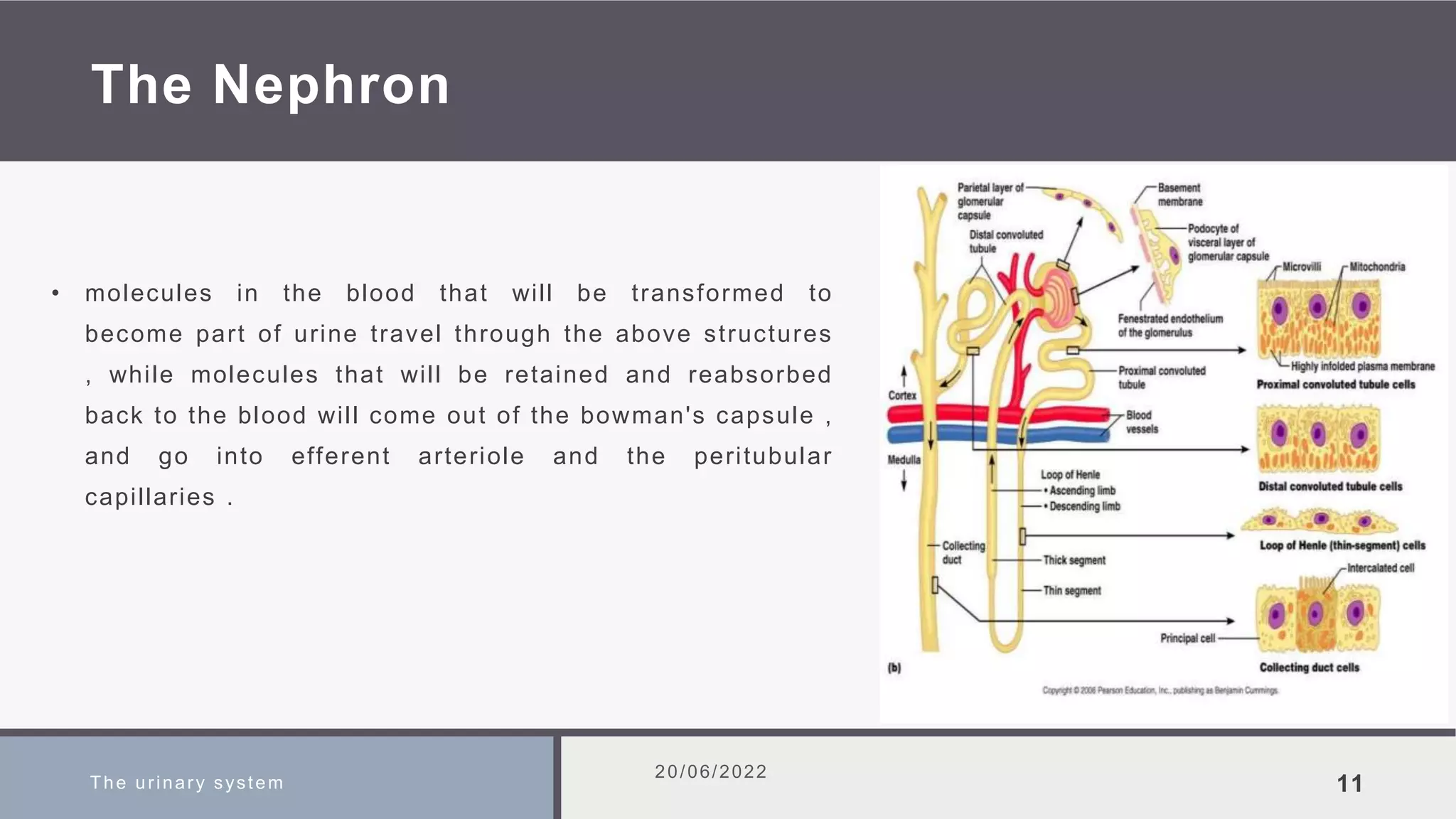 The Nephron
• molecules in the blood that will be transformed to
become part of urine travel through the above structures
, while molecules that will be retained and reabsorbed
back to the blood will come out of the bowman's capsule ,
and go into efferent arteriole and the peritubular
capillaries .
The urinary system
20/06/2022
11
 