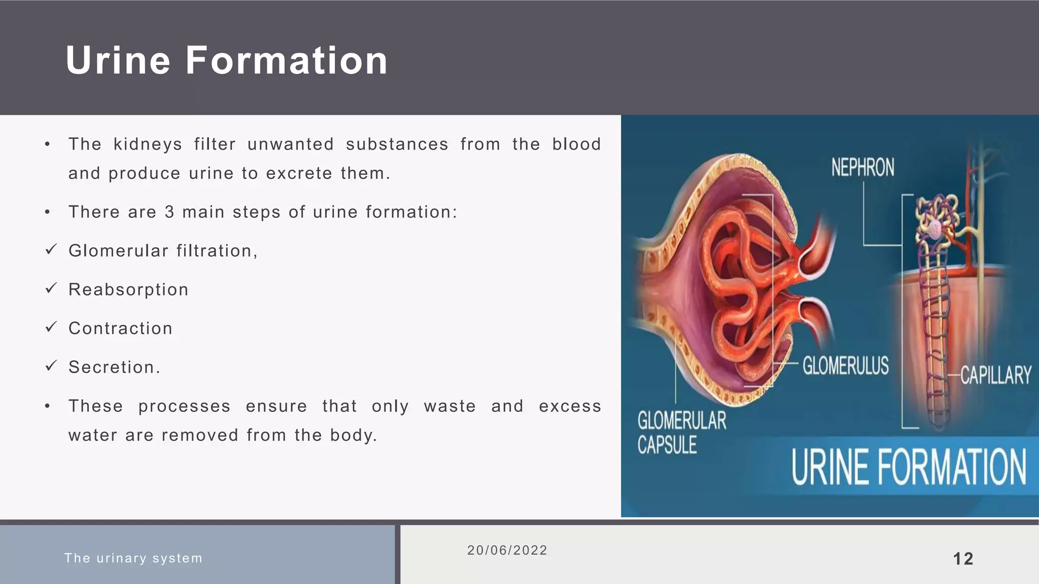 Urine Formation
• The kidneys filter unwanted substances from the blood
and produce urine to excrete them.
• There are 3 main steps of urine formation:
 Glomerular filtration,
 Reabsorption
 Contraction
 Secretion.
• These processes ensure that only waste and excess
water are removed from the body.
The urinary system
20/06/2022
12
 