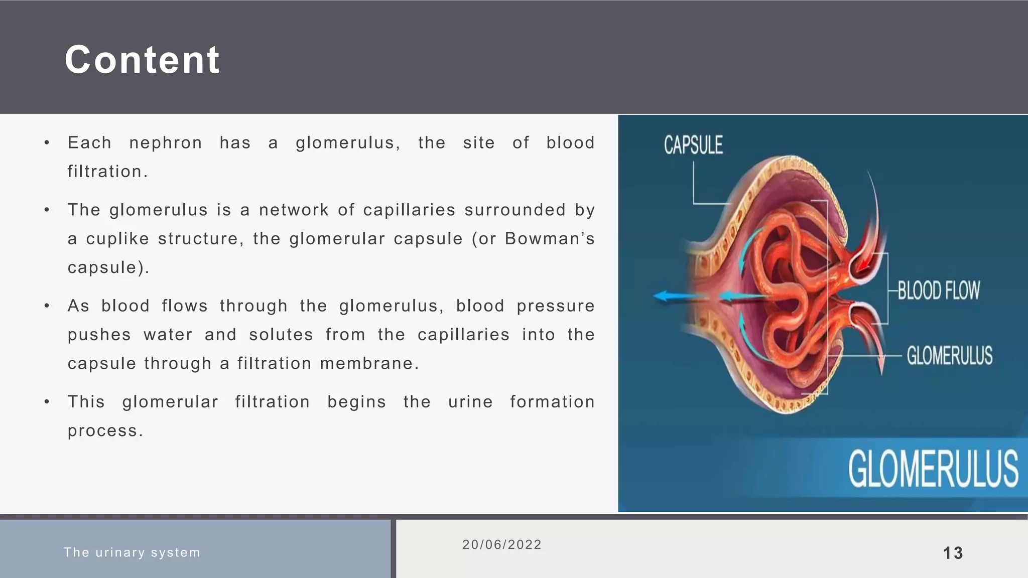 Content
• Each nephron has a glomerulus, the site of blood
filtration.
• The glomerulus is a network of capillaries surrounded by
a cuplike structure, the glomerular capsule (or Bowman’s
capsule).
• As blood flows through the glomerulus, blood pressure
pushes water and solutes from the capillaries into the
capsule through a filtration membrane.
• This glomerular filtration begins the urine formation
process.
The urinary system
20/06/2022
13
 
