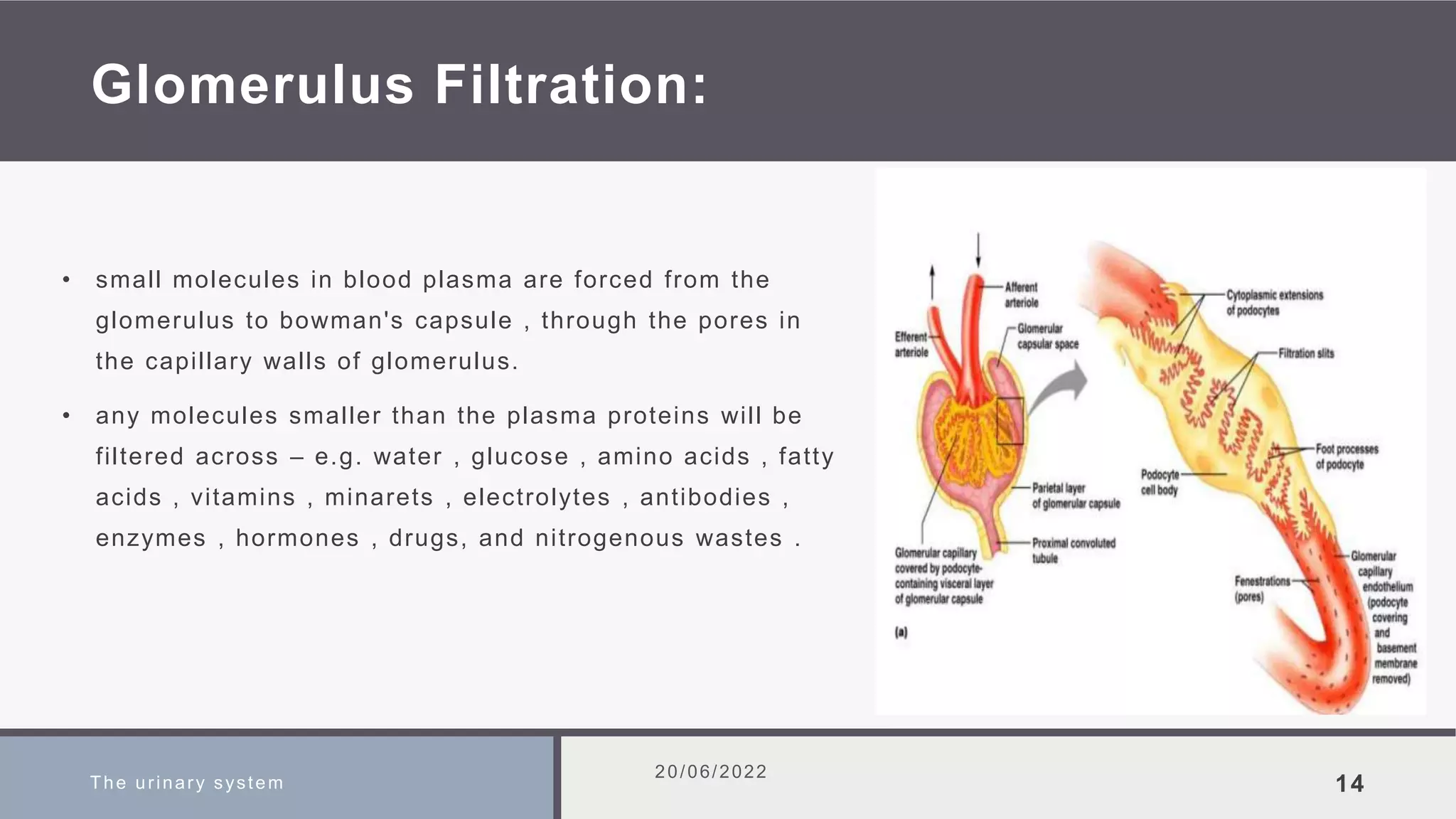 Glomerulus Filtration:
• small molecules in blood plasma are forced from the
glomerulus to bowman's capsule , through the pores in
the capillary walls of glomerulus.
• any molecules smaller than the plasma proteins will be
filtered across – e.g. water , glucose , amino acids , fatty
acids , vitamins , minarets , electrolytes , antibodies ,
enzymes , hormones , drugs, and nitrogenous wastes .
The urinary system
20/06/2022
14
 