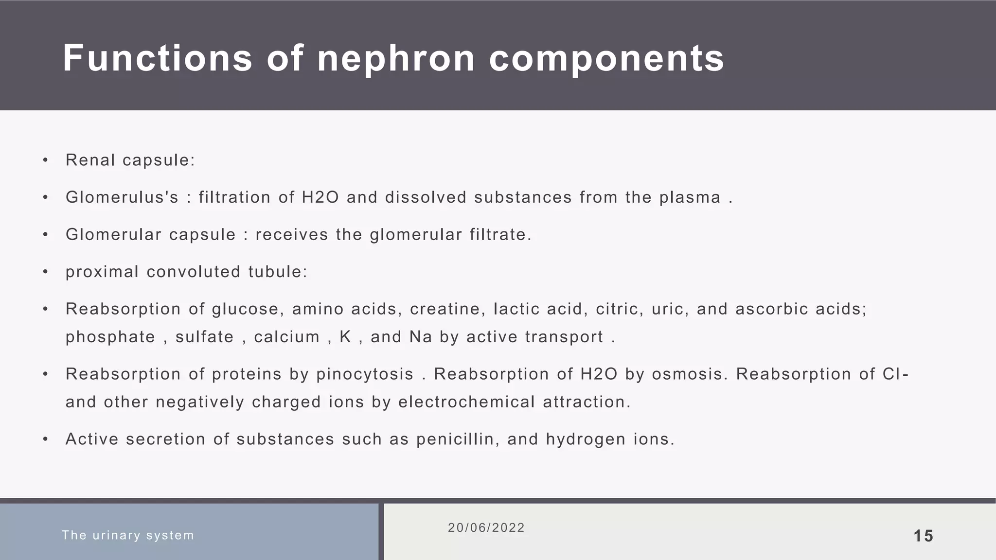Functions of nephron components
• Renal capsule:
• Glomerulus's : filtration of H2O and dissolved substances from the plasma .
• Glomerular capsule : receives the glomerular filtrate.
• proximal convoluted tubule:
• Reabsorption of glucose, amino acids, creatine, lactic acid, citric, uric, and ascorbic acids;
phosphate , sulfate , calcium , K , and Na by active transport .
• Reabsorption of proteins by pinocytosis . Reabsorption of H2O by osmosis. Reabsorption of Cl -
and other negatively charged ions by electrochemical attraction.
• Active secretion of substances such as penicillin, and hydrogen ions.
The urinary system
20/06/2022
15
 