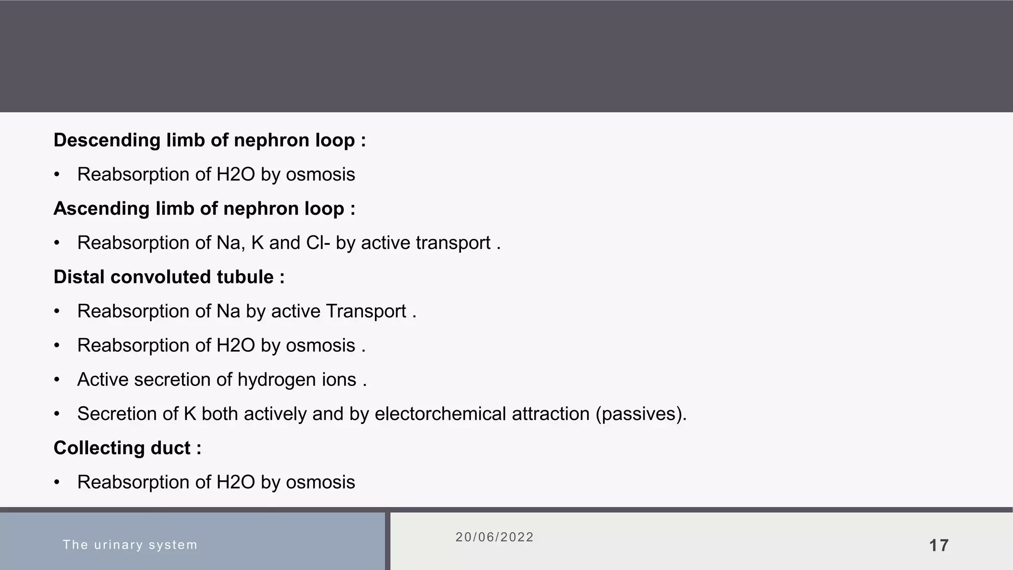 The urinary system
20/06/2022
17
Descending limb of nephron loop :
• Reabsorption of H2O by osmosis
Ascending limb of nephron loop :
• Reabsorption of Na, K and Cl- by active transport .
Distal convoluted tubule :
• Reabsorption of Na by active Transport .
• Reabsorption of H2O by osmosis .
• Active secretion of hydrogen ions .
• Secretion of K both actively and by electorchemical attraction (passives).
Collecting duct :
• Reabsorption of H2O by osmosis
 