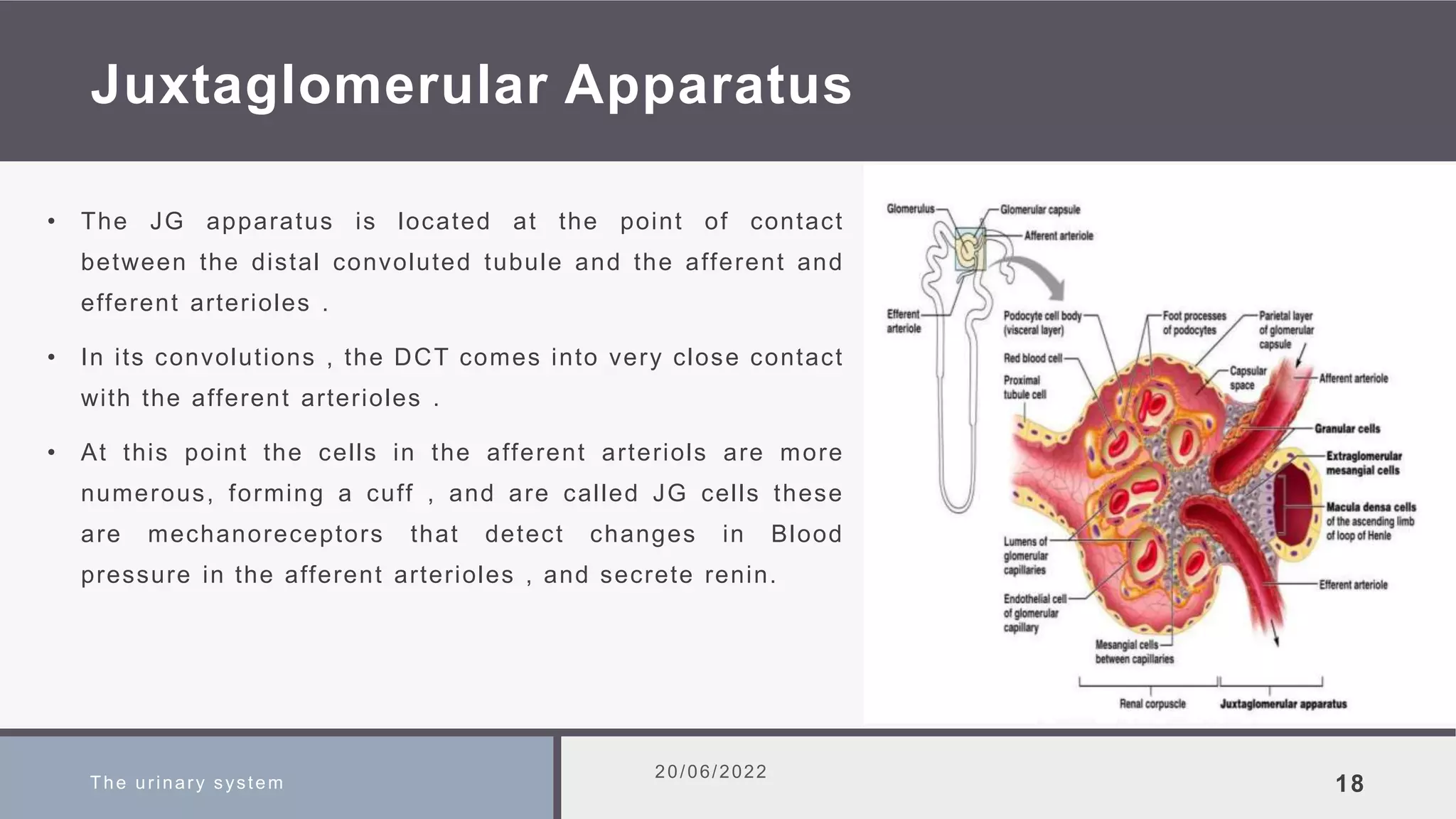 Juxtaglomerular Apparatus
• The JG apparatus is located at the point of contact
between the distal convoluted tubule and the afferent and
efferent arterioles .
• In its convolutions , the DCT comes into very close contact
with the afferent arterioles .
• At this point the cells in the afferent arteriols are more
numerous, forming a cuff , and are called JG cells these
are mechanoreceptors that detect changes in Blood
pressure in the afferent arterioles , and secrete renin.
The urinary system
20/06/2022
18
 