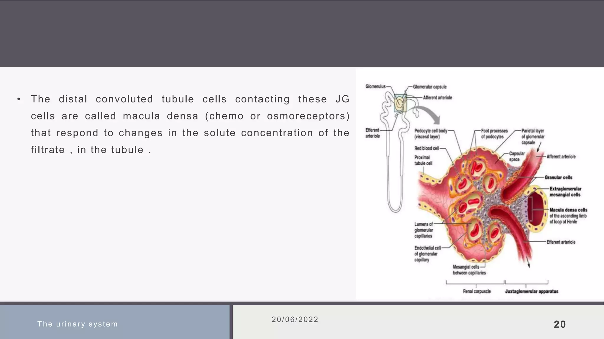 • The distal convoluted tubule cells contacting these JG
cells are called macula densa (chemo or osmoreceptors)
that respond to changes in the solute concentration of the
filtrate , in the tubule .
The urinary system
20/06/2022
20
 