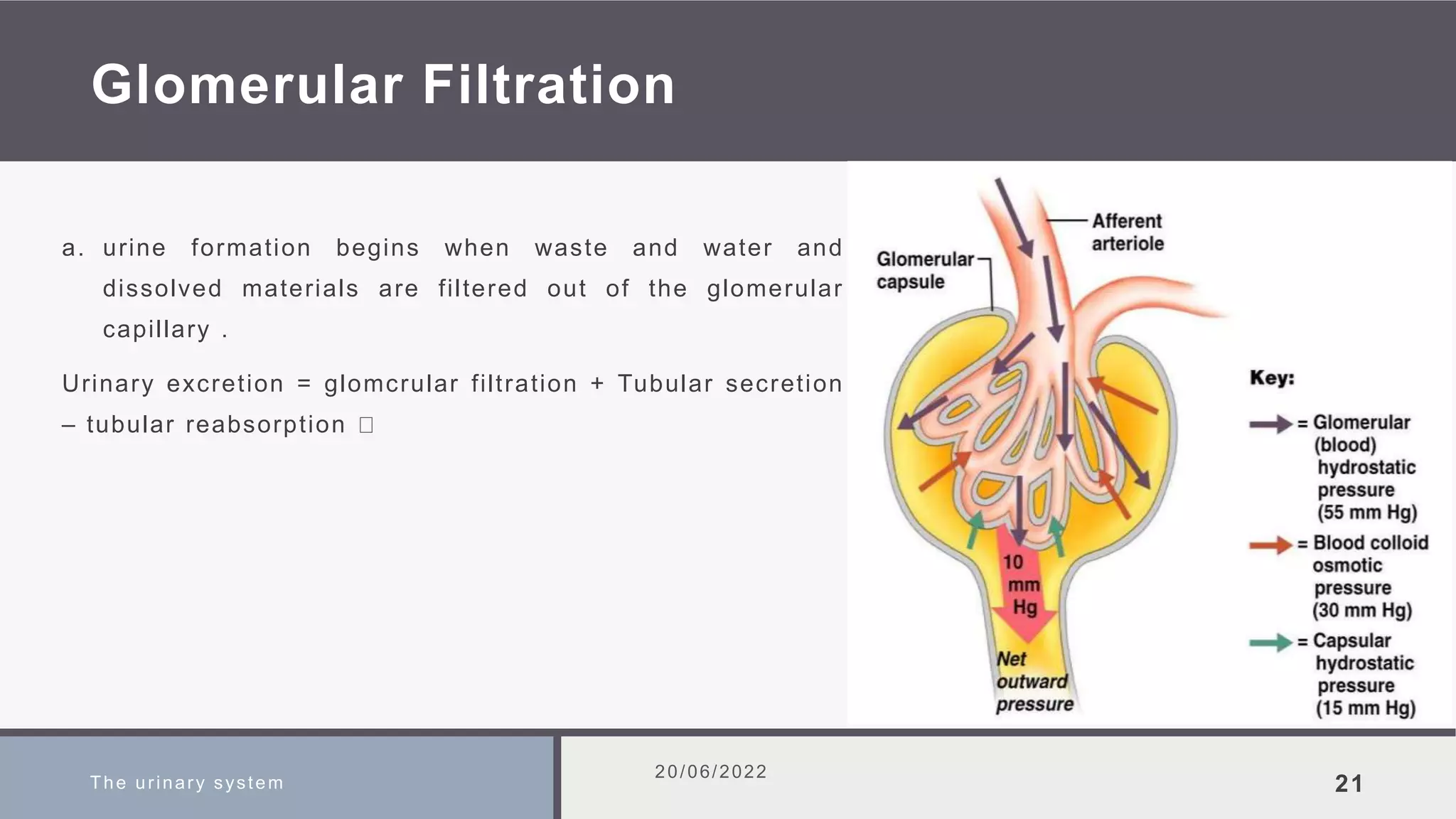Glomerular Filtration
a. urine formation begins when waste and water and
dissolved materials are filtered out of the glomerular
capillary .
Urinary excretion = glomcrular filtration + Tubular secretion
– tubular reabsorption
The urinary system
20/06/2022
21
 