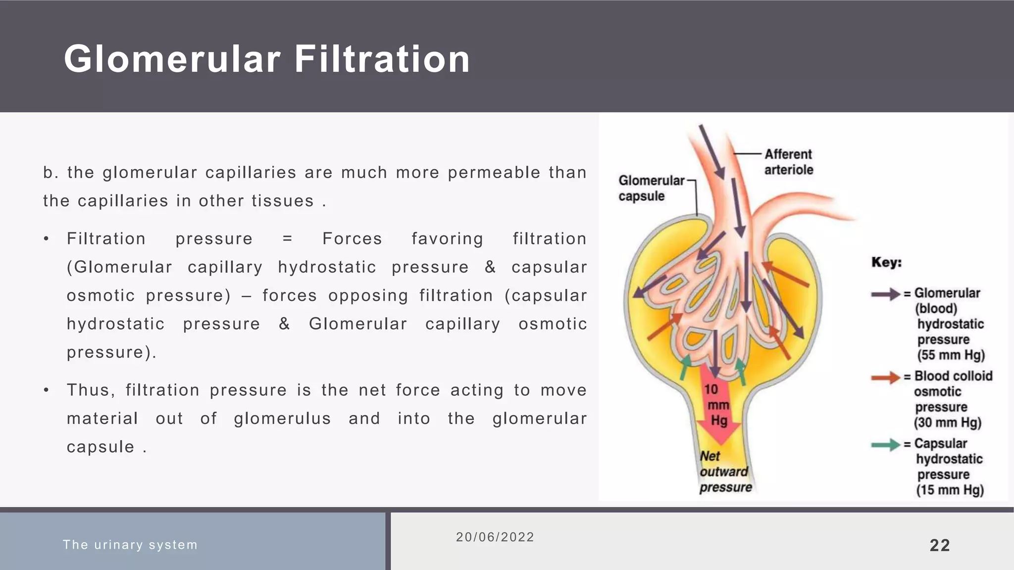 Glomerular Filtration
b. the glomerular capillaries are much more permeable than
the capillaries in other tissues .
• Filtration pressure = Forces favoring filtration
(Glomerular capillary hydrostatic pressure & capsular
osmotic pressure) – forces opposing filtration (capsular
hydrostatic pressure & Glomerular capillary osmotic
pressure).
• Thus, filtration pressure is the net force acting to move
material out of glomerulus and into the glomerular
capsule .
The urinary system
20/06/2022
22
 