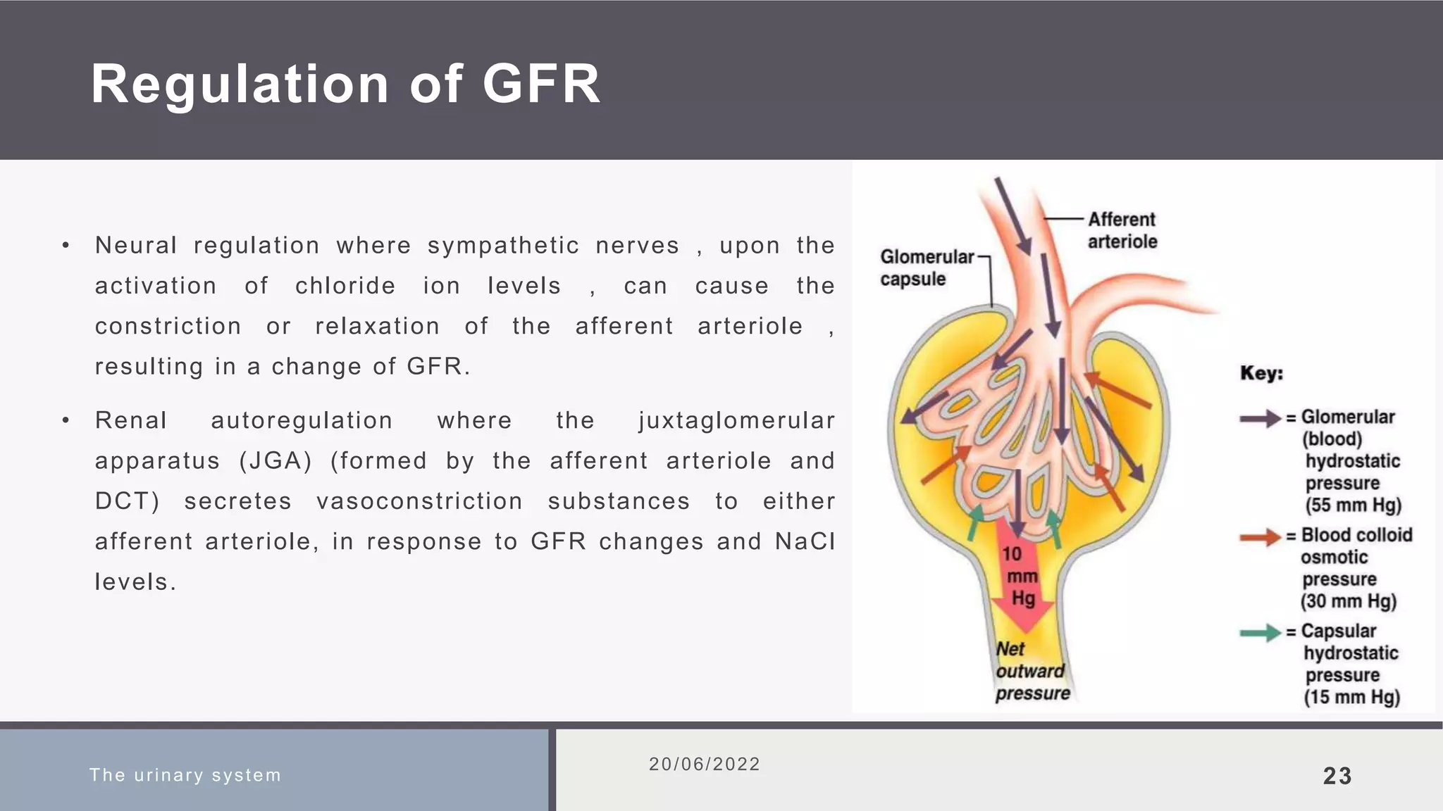 Regulation of GFR
• Neural regulation where sympathetic nerves , upon the
activation of chloride ion levels , can cause the
constriction or relaxation of the afferent arteriole ,
resulting in a change of GFR.
• Renal autoregulation where the juxtaglomerular
apparatus (JGA) (formed by the afferent arteriole and
DCT) secretes vasoconstriction substances to either
afferent arteriole, in response to GFR changes and NaCl
levels.
The urinary system
20/06/2022
23
 