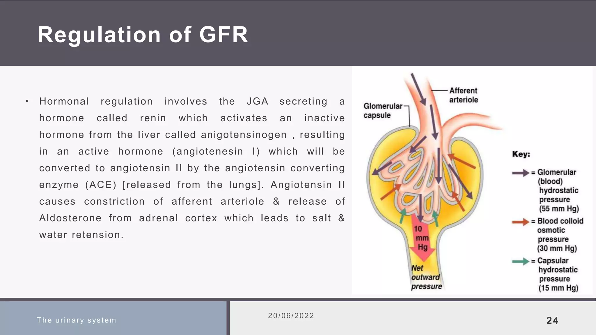 Regulation of GFR
• Hormonal regulation involves the JGA secreting a
hormone called renin which activates an inactive
hormone from the liver called anigotensinogen , resulting
in an active hormone (angiotenesin I) which will be
converted to angiotensin II by the angiotensin converting
enzyme (ACE) [released from the lungs]. Angiotensin II
causes constriction of afferent arteriole & release of
Aldosterone from adrenal cortex which leads to salt &
water retension.
The urinary system
20/06/2022
24
 