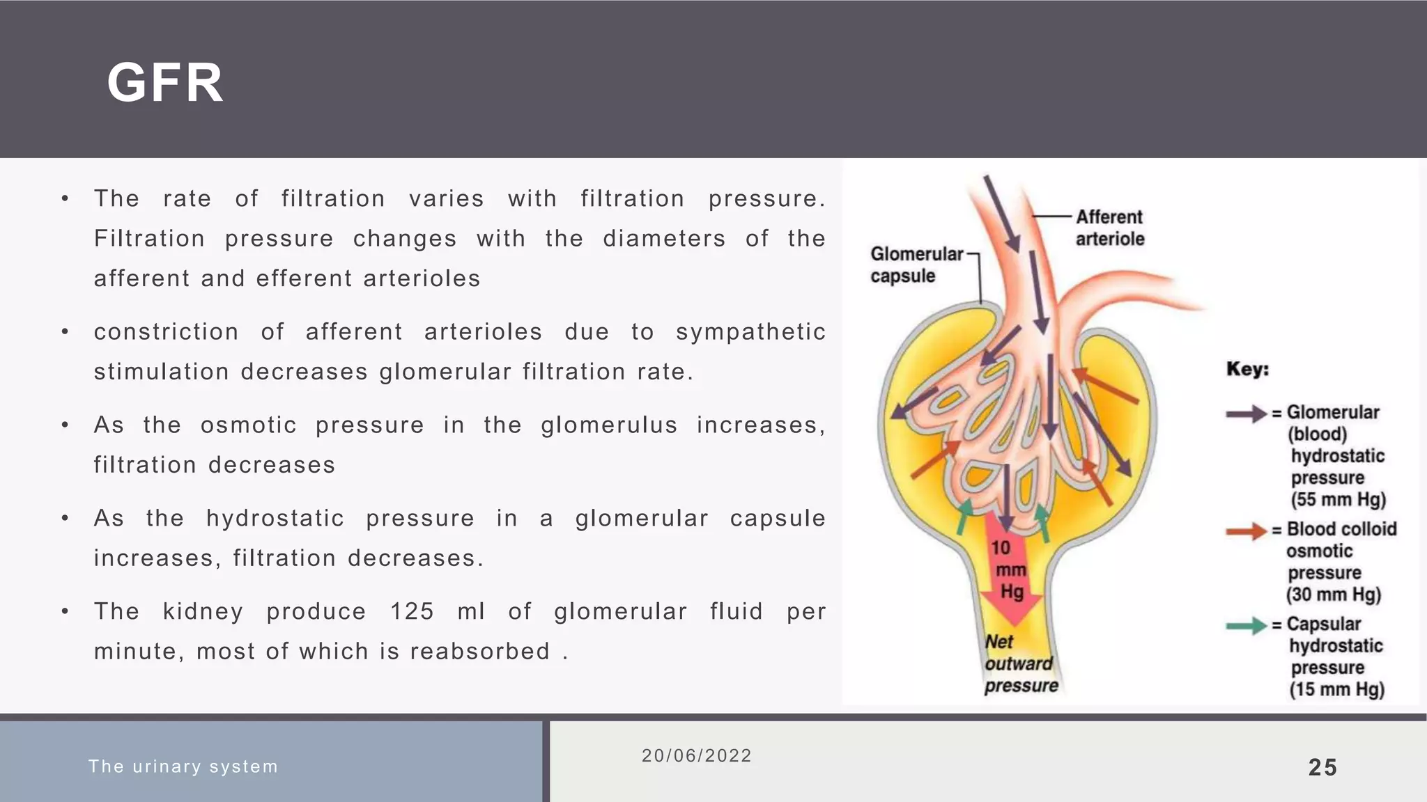 GFR
• The rate of filtration varies with filtration pressure.
Filtration pressure changes with the diameters of the
afferent and efferent arterioles
• constriction of afferent arterioles due to sympathetic
stimulation decreases glomerular filtration rate.
• As the osmotic pressure in the glomerulus increases,
filtration decreases
• As the hydrostatic pressure in a glomerular capsule
increases, filtration decreases.
• The kidney produce 125 ml of glomerular fluid per
minute, most of which is reabsorbed .
The urinary system
20/06/2022
25
 
