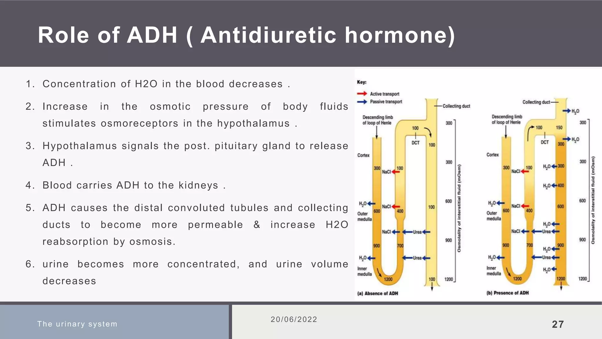 Role of ADH ( Antidiuretic hormone)
1. Concentration of H2O in the blood decreases .
2. Increase in the osmotic pressure of body fluids
stimulates osmoreceptors in the hypothalamus .
3. Hypothalamus signals the post. pituitary gland to release
ADH .
4. Blood carries ADH to the kidneys .
5. ADH causes the distal convoluted tubules and collecting
ducts to become more permeable & increase H2O
reabsorption by osmosis.
6. urine becomes more concentrated, and urine volume
decreases
The urinary system
20/06/2022
27
 