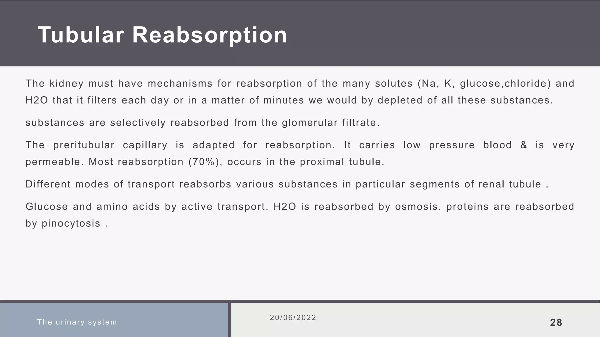 Tubular Reabsorption
The kidney must have mechanisms for reabsorption of the many solutes (Na, K, glucose,chloride) and
H2O that it filters each day or in a matter of minutes we would by depleted of all these substances.
substances are selectively reabsorbed from the glomerular filtrate.
The preritubular capillary is adapted for reabsorption. It carries low pressure blood & is very
permeable. Most reabsorption (70%), occurs in the proximal tubule.
Different modes of transport reabsorbs various substances in particular segments of renal tubule .
Glucose and amino acids by active transport. H2O is reabsorbed by osmosis. proteins are reabsorbed
by pinocytosis .
The urinary system
20/06/2022
28
 