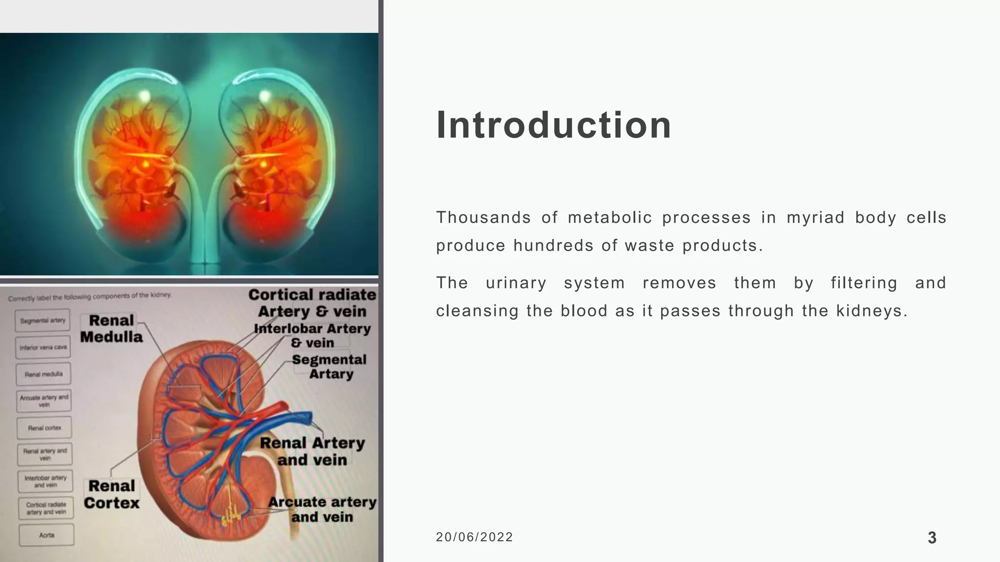 Introduction
Thousands of metabolic processes in myriad body cells
produce hundreds of waste products.
The urinary system removes them by filtering and
cleansing the blood as it passes through the kidneys.
20/06/2022 3
 