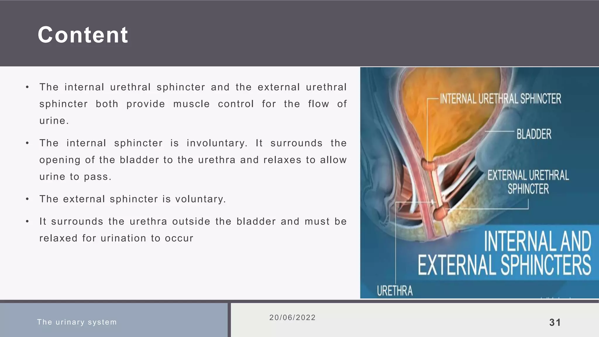 Content
• The internal urethral sphincter and the external urethral
sphincter both provide muscle control for the flow of
urine.
• The internal sphincter is involuntary. It surrounds the
opening of the bladder to the urethra and relaxes to allow
urine to pass.
• The external sphincter is voluntary.
• It surrounds the urethra outside the bladder and must be
relaxed for urination to occur
The urinary system
20/06/2022
31
 