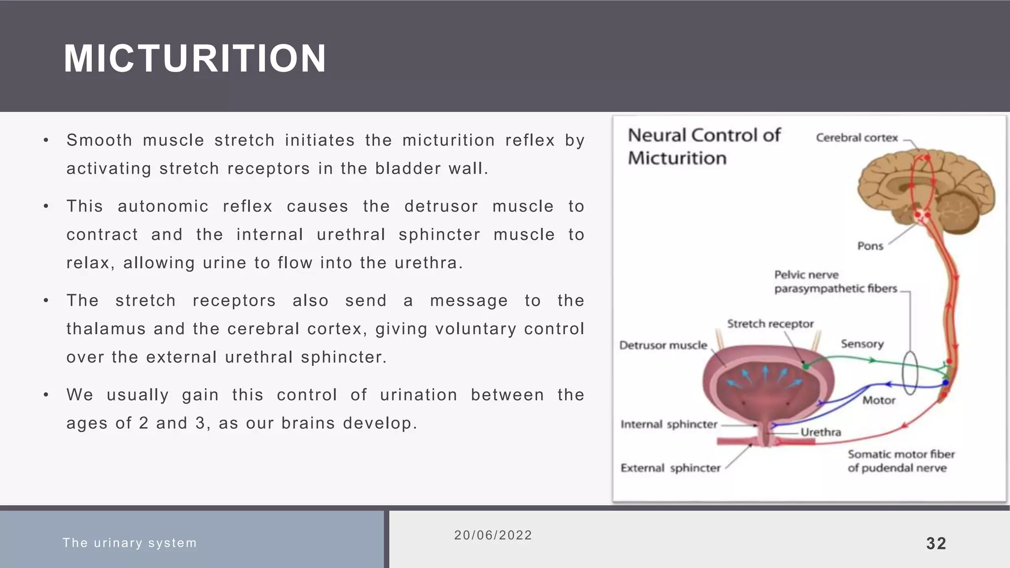 MICTURITION
• Smooth muscle stretch initiates the micturition reflex by
activating stretch receptors in the bladder wall.
• This autonomic reflex causes the detrusor muscle to
contract and the internal urethral sphincter muscle to
relax, allowing urine to flow into the urethra.
• The stretch receptors also send a message to the
thalamus and the cerebral cortex, giving voluntary control
over the external urethral sphincter.
• We usually gain this control of urination between the
ages of 2 and 3, as our brains develop.
The urinary system
20/06/2022
32
 