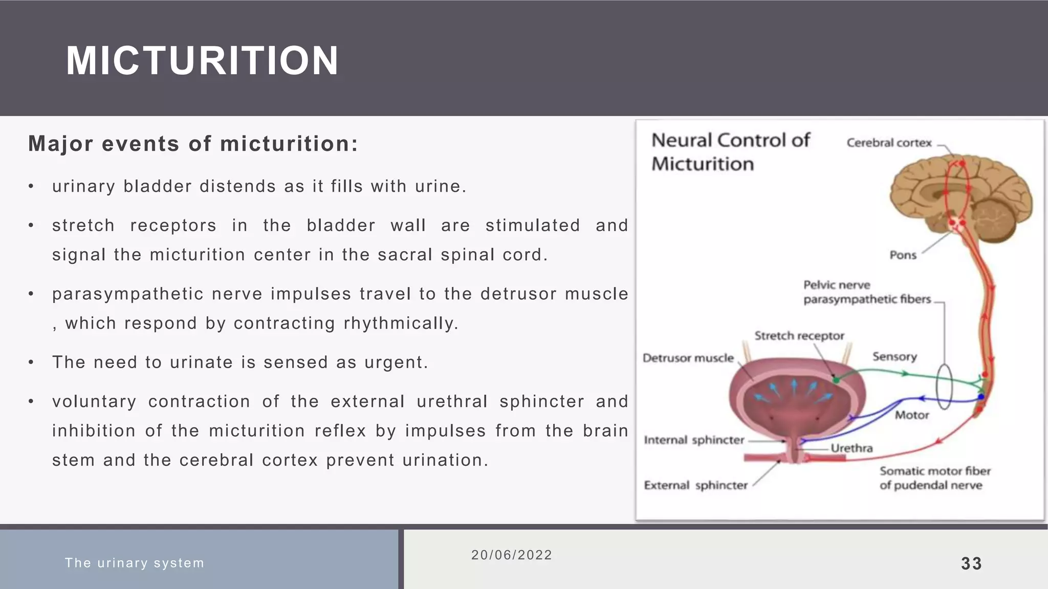 MICTURITION
Major events of micturition:
• urinary bladder distends as it fills with urine.
• stretch receptors in the bladder wall are stimulated and
signal the micturition center in the sacral spinal cord.
• parasympathetic nerve impulses travel to the detrusor muscle
, which respond by contracting rhythmically.
• The need to urinate is sensed as urgent.
• voluntary contraction of the external urethral sphincter and
inhibition of the micturition reflex by impulses from the brain
stem and the cerebral cortex prevent urination.
The urinary system
20/06/2022
33
 