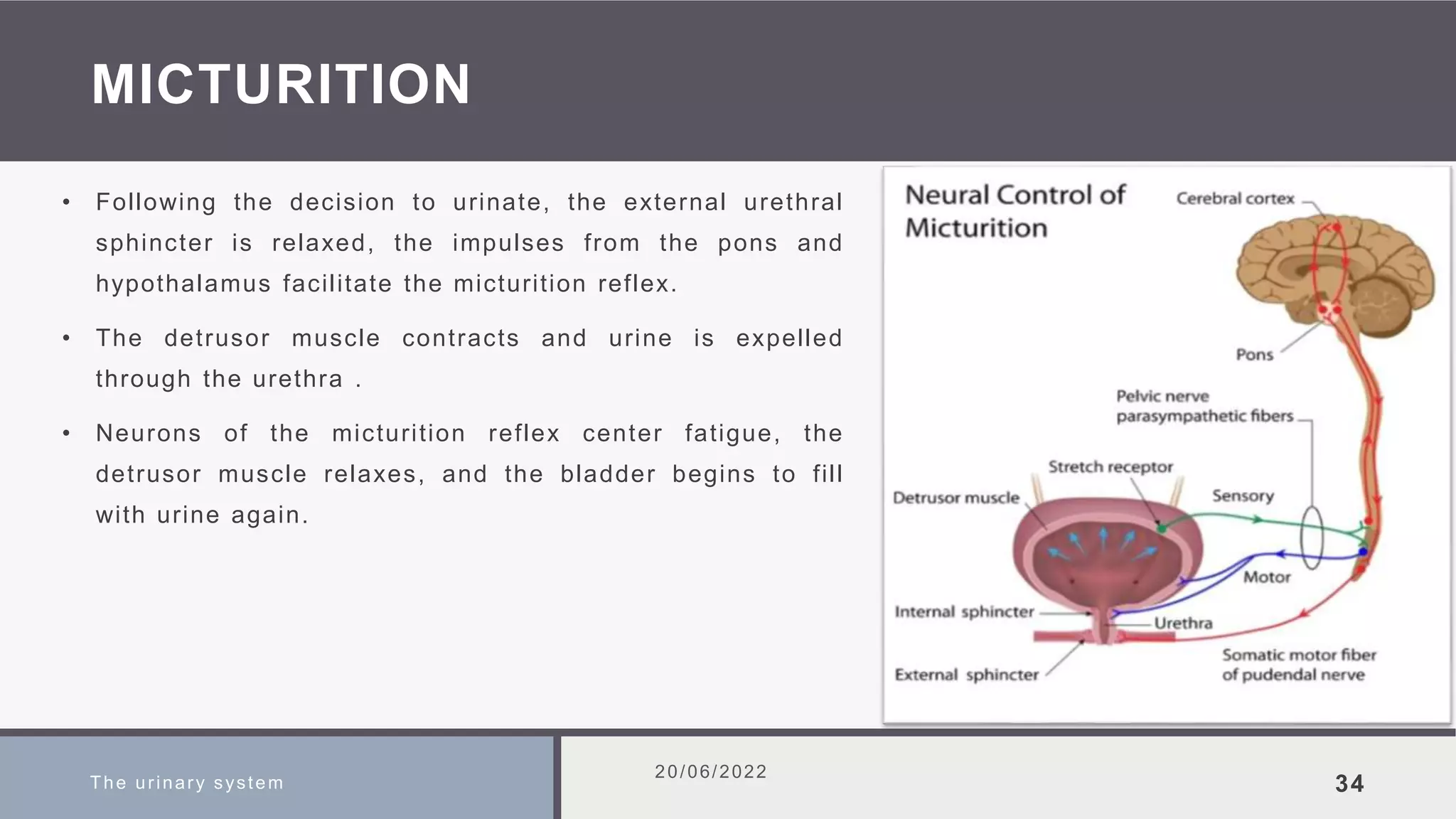 MICTURITION
• Following the decision to urinate, the external urethral
sphincter is relaxed, the impulses from the pons and
hypothalamus facilitate the micturition reflex.
• The detrusor muscle contracts and urine is expelled
through the urethra .
• Neurons of the micturition reflex center fatigue, the
detrusor muscle relaxes, and the bladder begins to fill
with urine again.
The urinary system
20/06/2022
34
 