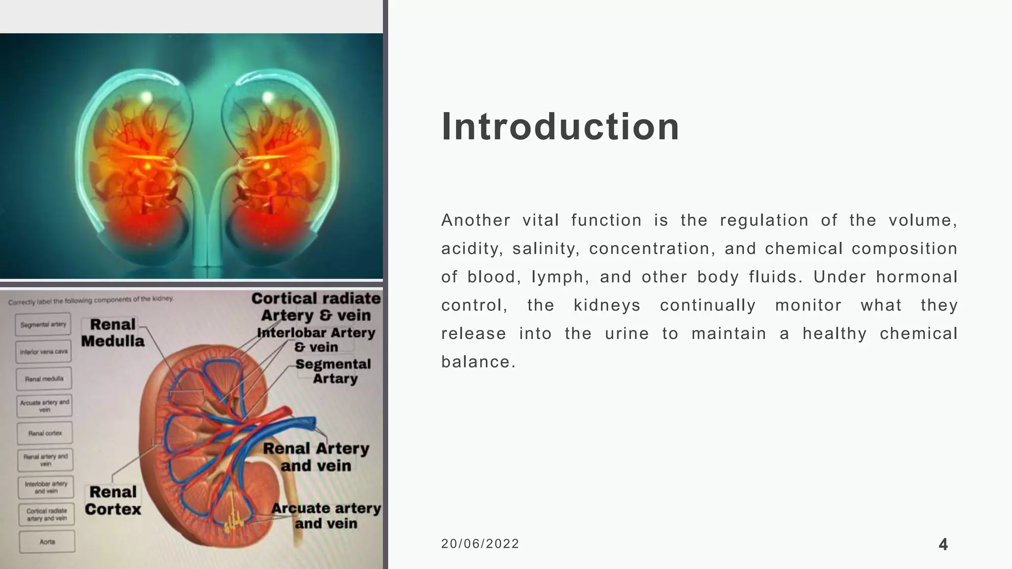 Introduction
Another vital function is the regulation of the volume,
acidity, salinity, concentration, and chemical composition
of blood, lymph, and other body fluids. Under hormonal
control, the kidneys continually monitor what they
release into the urine to maintain a healthy chemical
balance.
20/06/2022 4
 